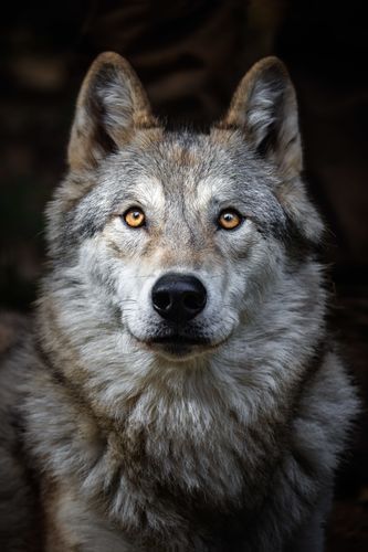 Mdawmdawmdawmdaw7qgraepd6cacehr zcfbfywxu2fyveayeunrgwctqqqltnerwweter6yomfiojy24adow ljj7f22f2vd2s3k0fn 38ezqodftc2xeuhdjufahdziomokxodj3hs jg da6ji5eudq olwagpj5emn5ve3guufljfgkifil248jnnchweks6rlqleffzqb0fw4r9n6hjhqdprvijv7lg1hfpmpyxcle8tamb5gdicayxsfn8hi3uxo1ylcaghw18gyxvemvzrcsv4drf2435dl5mprtisgdzrl9apnkymlbx i0gzb2pfcibwx8rrg