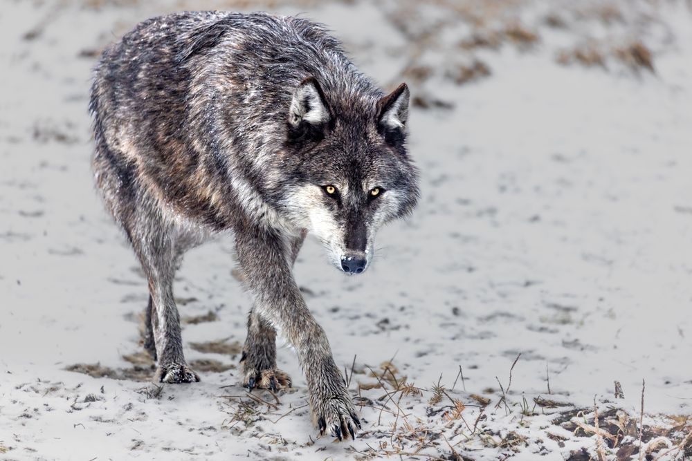 Wolf Art, Predatory, by Kim Clune