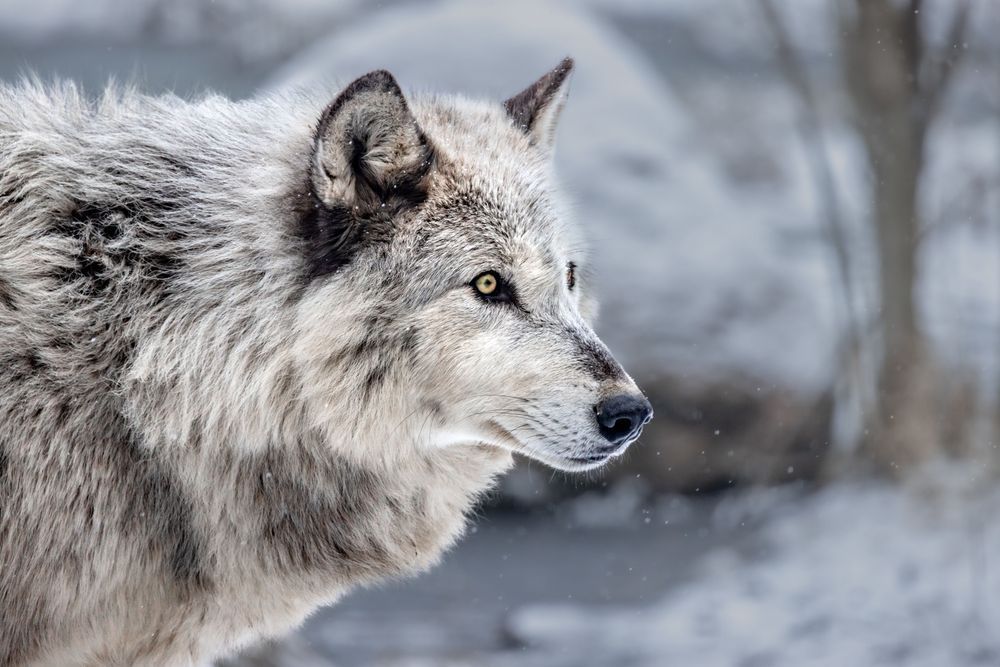 Wolf Art, Lunar Daughter, by Kim Clune