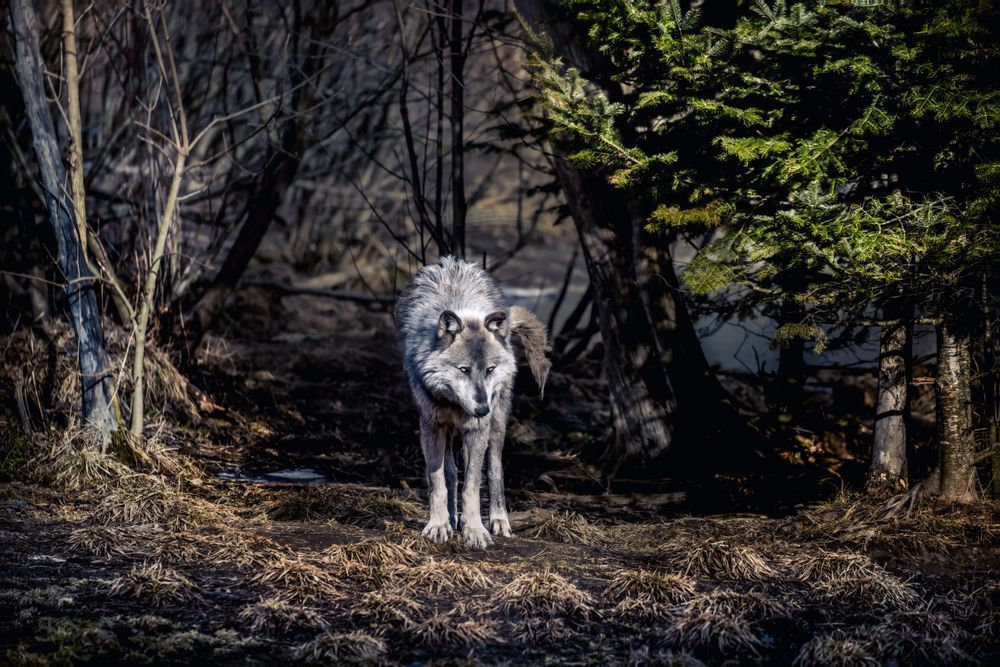 Wolf Art, Into the Light, by Kim Clune
