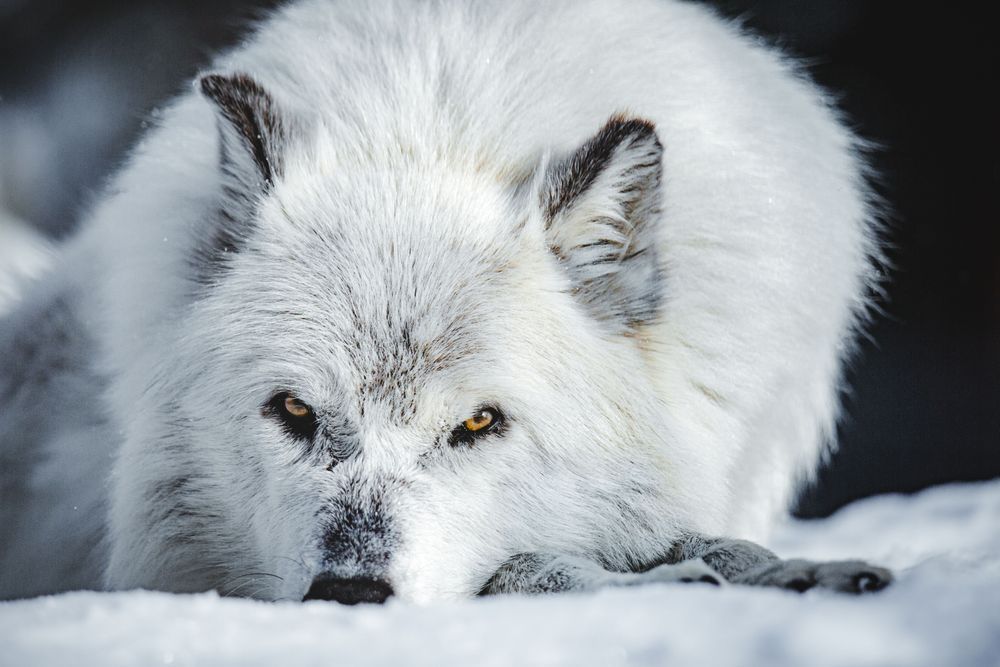 Wolf Art, Unyielding Gaze, by Kim Clune