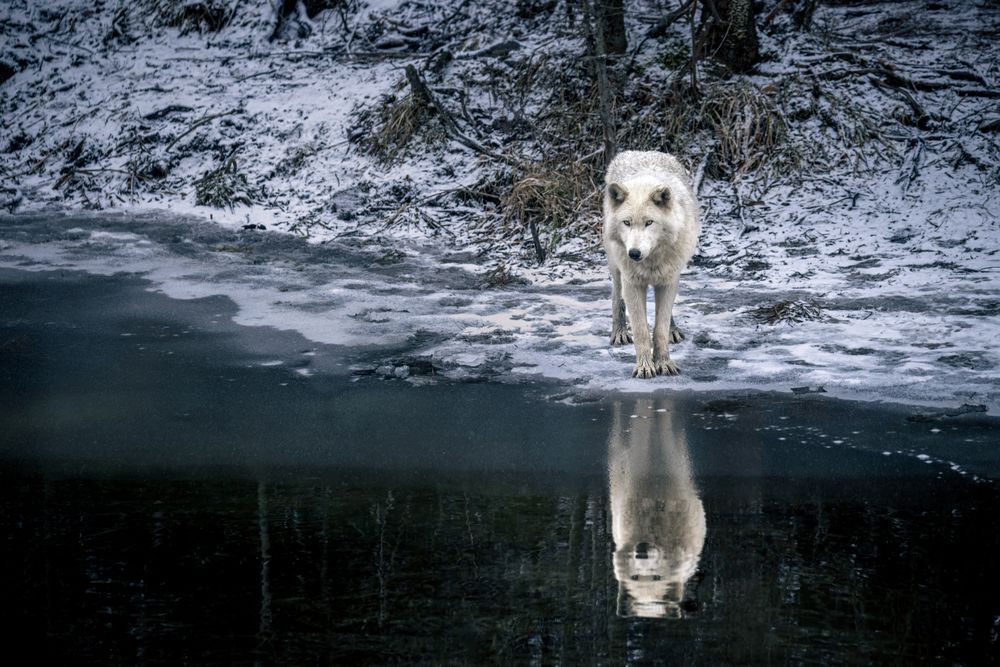 Wolf Art, Body & Soul, by Kim Clune