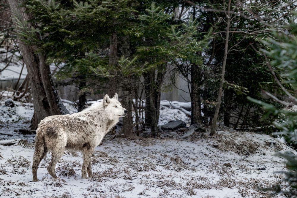 Wolf Art, Where the Forest Speaks, by Kim Clune