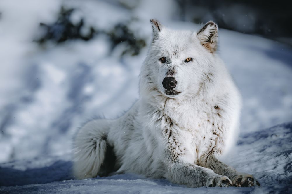 Wolf Art, Poised, by Kim Clune