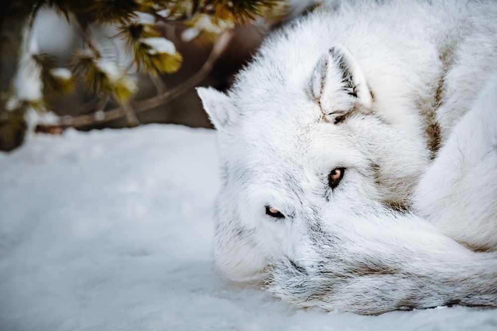Wolf Art, Sanctuary of Self, by Kim Clune