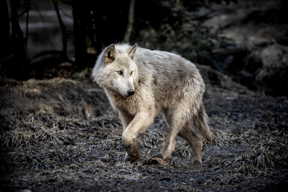 Wolf Art, Weathered & Worn, by Kim Clune