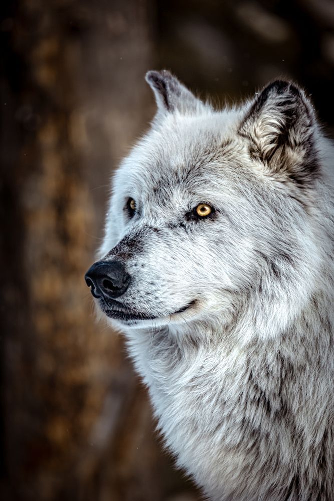 Wolf Art, Ember Eyes, by Kim Clune