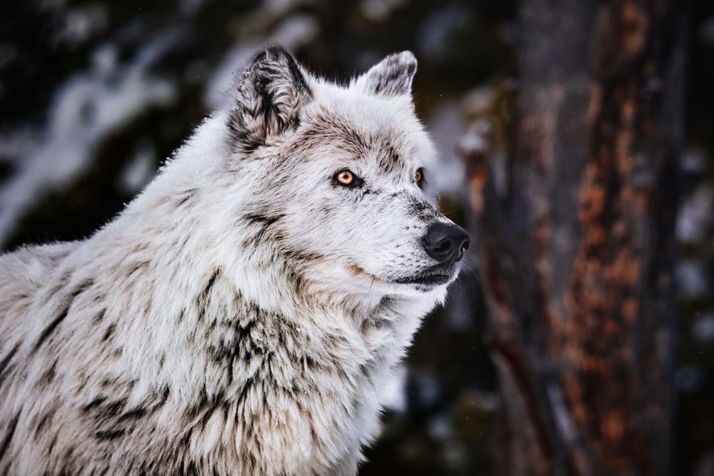 Wolf Art, Golden Gaze, by Kim Clune