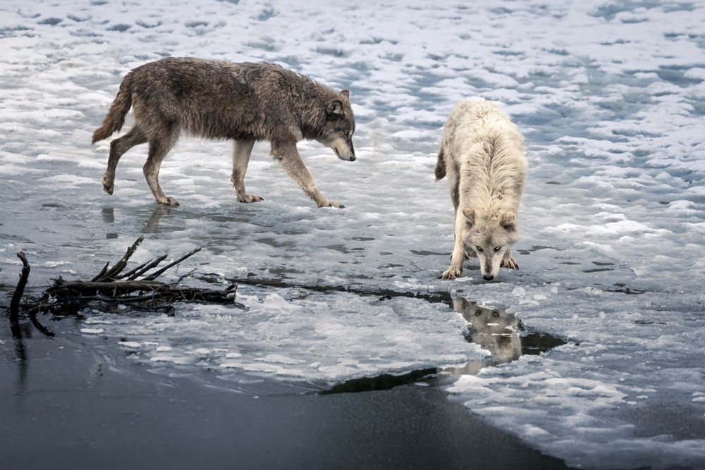 Wolf Art, Echoes on Ice, by Kim Clune