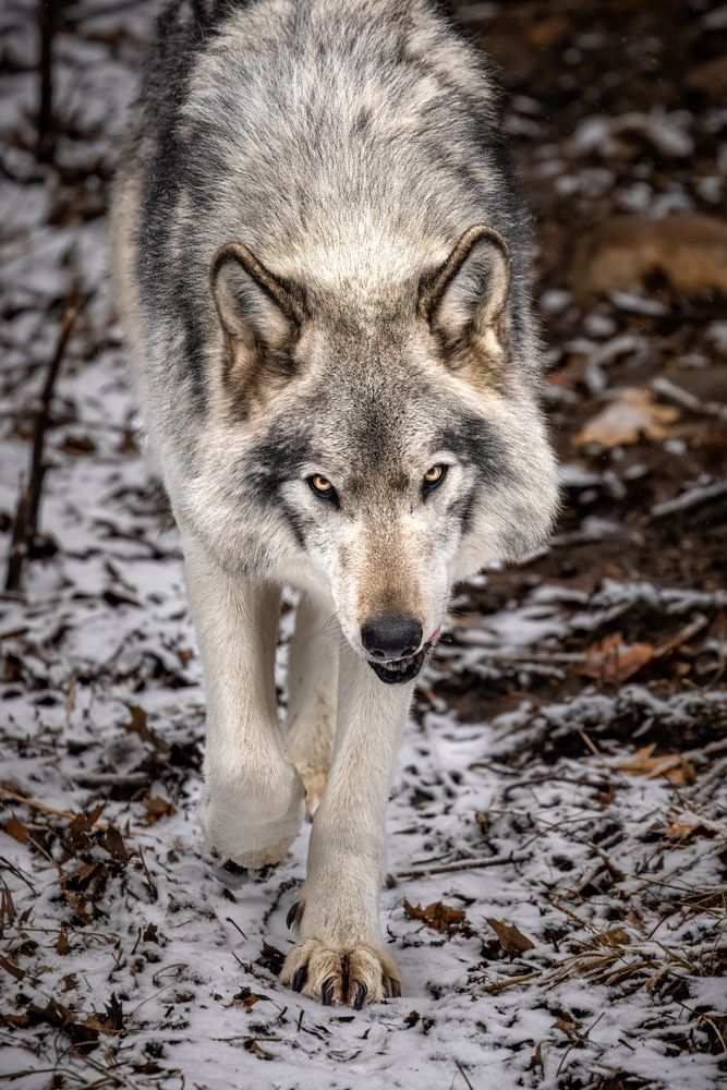Wolf Art, Joyful Trot, by Kim Clune