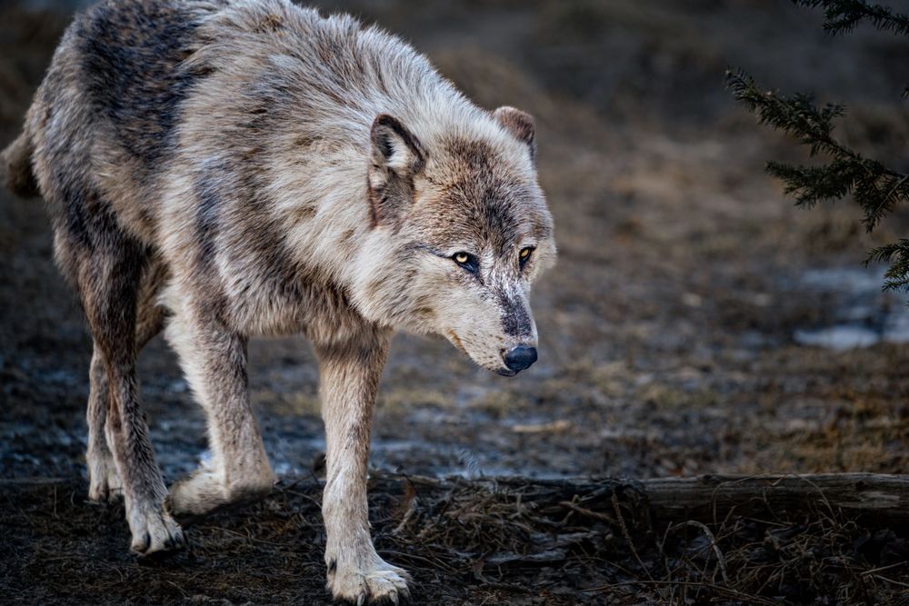 Wolf Art, In Stride, by Kim Clune
