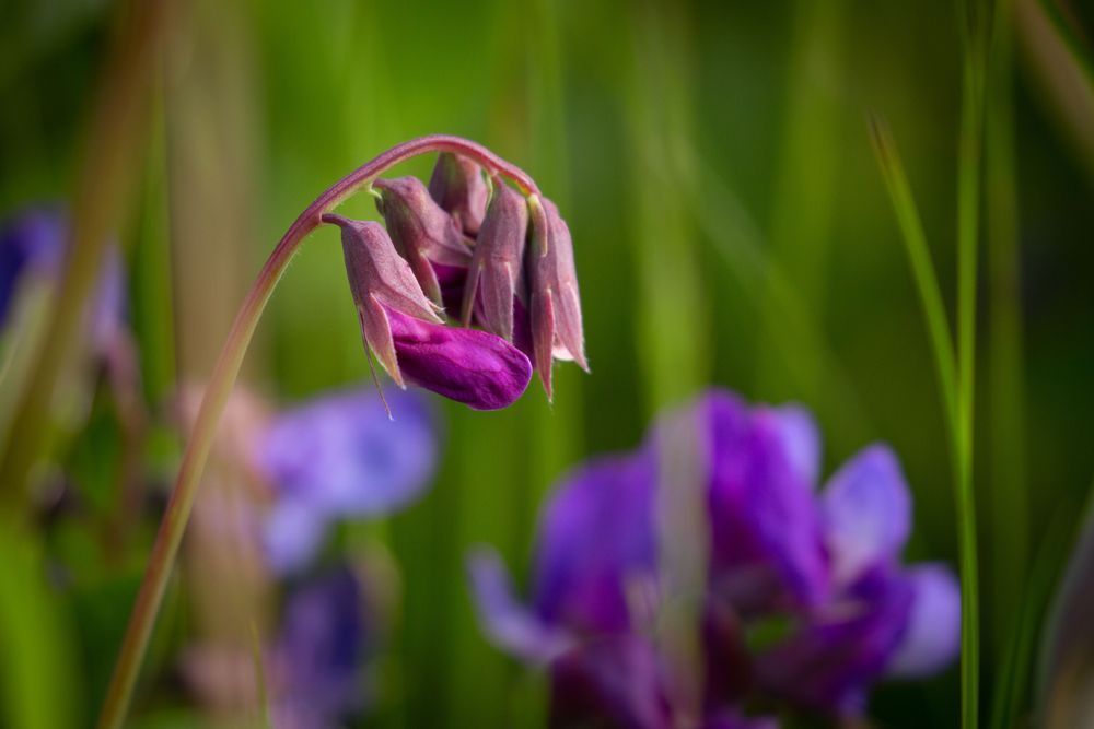 Bowing Beach Pea Photography Art | Kim Clune Daydreams