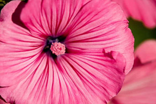 Pink Pansy