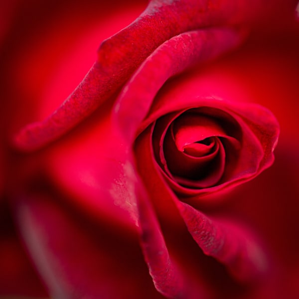 Rolling Rose