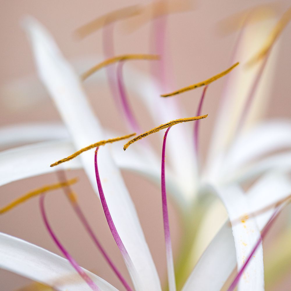 Flora Summer 11 Photography Art | Kim Clune Daydreams