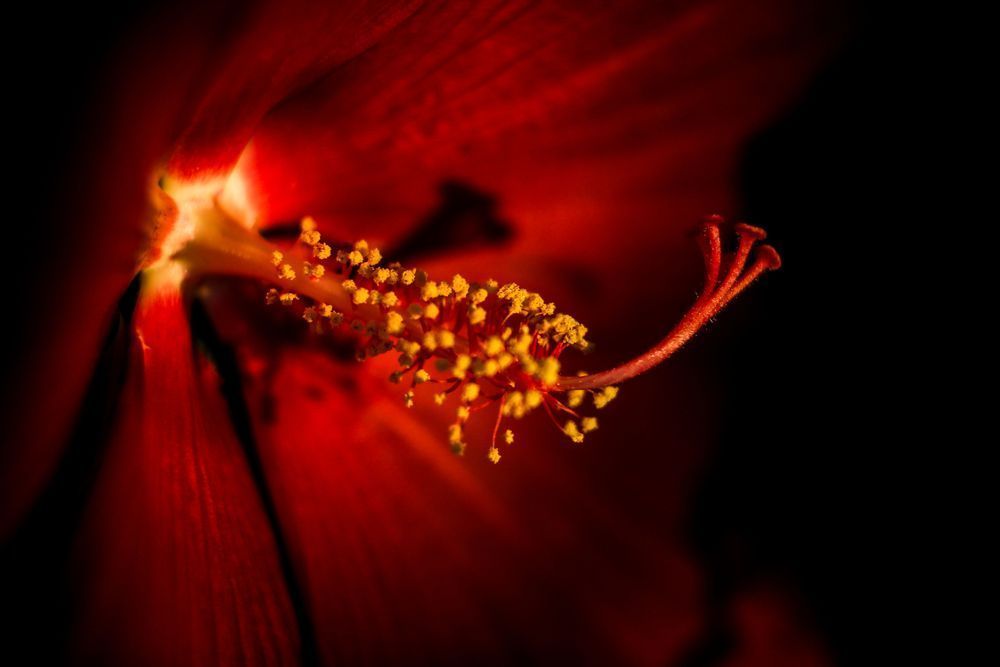 Showy Hibiscus Photography Art | Kim Clune Daydreams