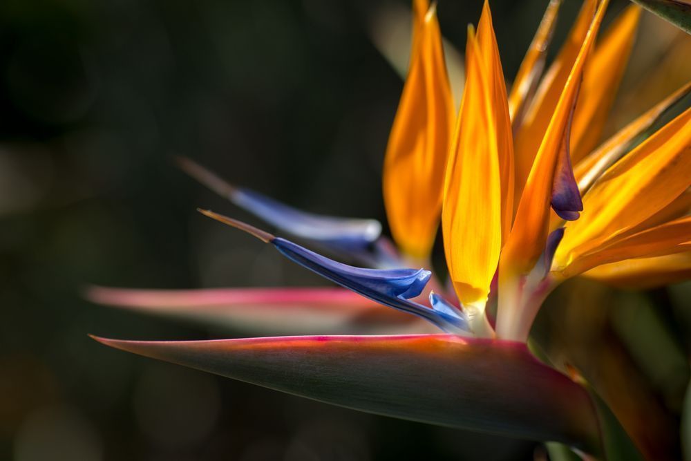 Birds Of Paradise Photography Art | Kim Clune Daydreams