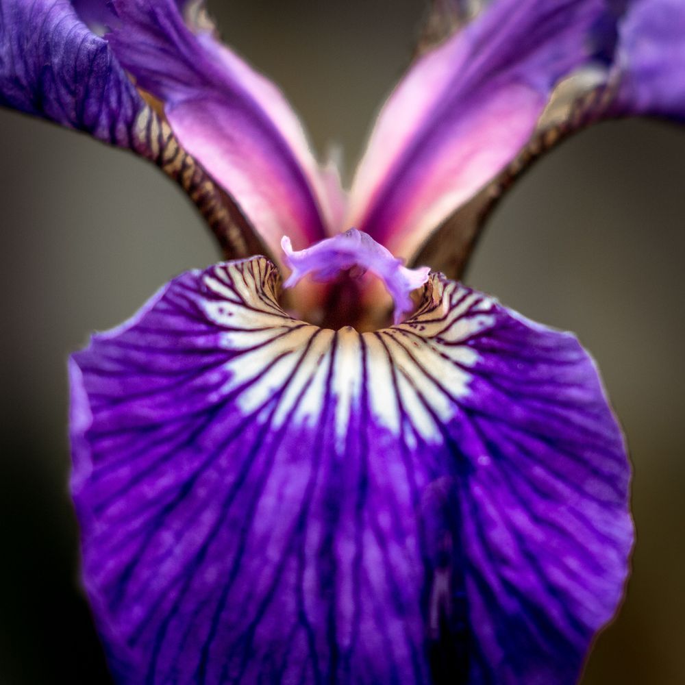 Iris In A Box Photography Art | Kim Clune Daydreams