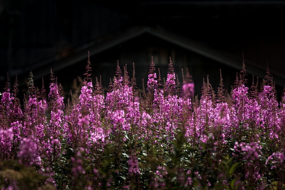 Fireweed In The Forefront Photography Art | Kim Clune Daydreams