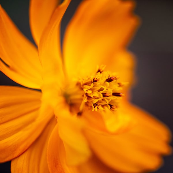 Fiery Cosmos