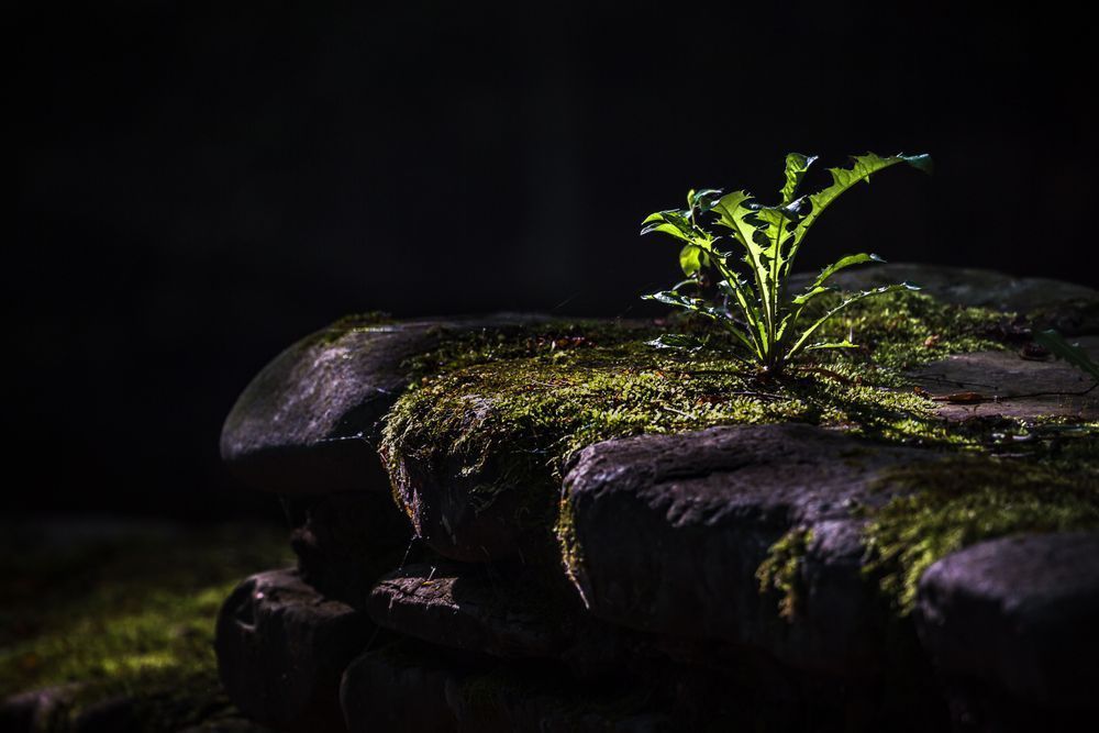 Just Dandy In The Shade Photography Art | Kim Clune Daydreams