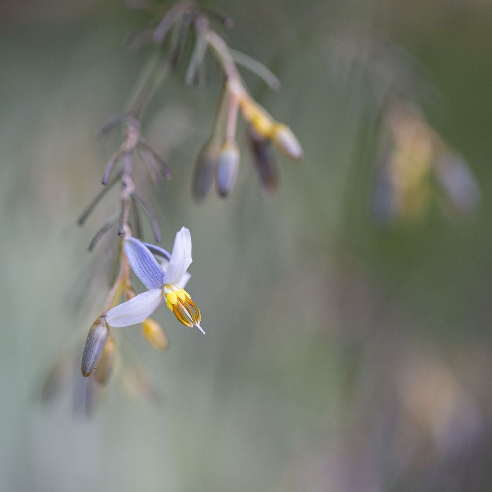 Dangling Blues Photography Art | Kim Clune Daydreams