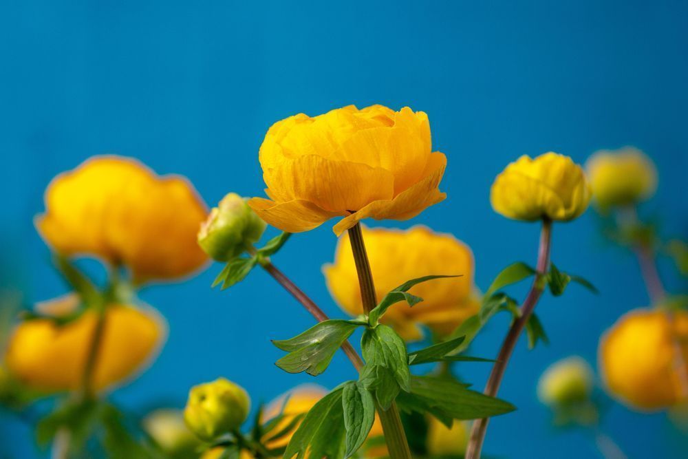 Rays Of Ranunculus Photography Art | Kim Clune Daydreams