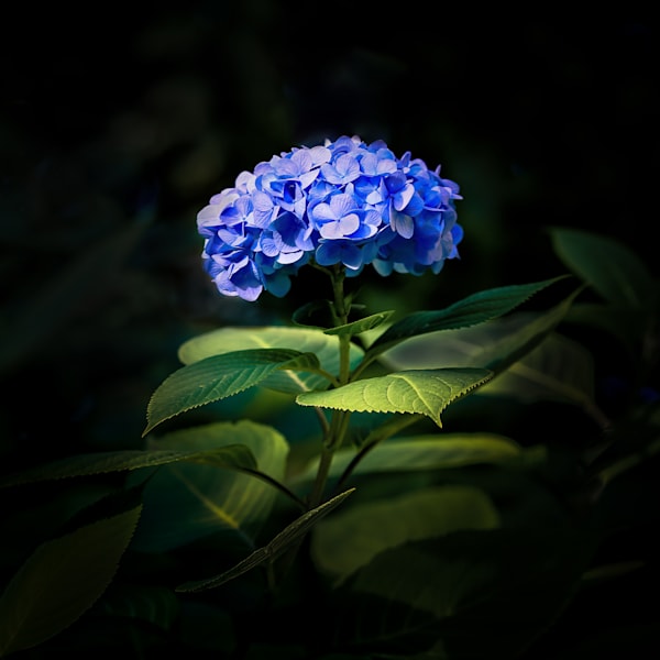 Hydrangea in Blue