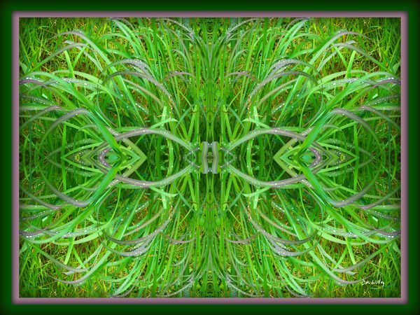 Grasses
