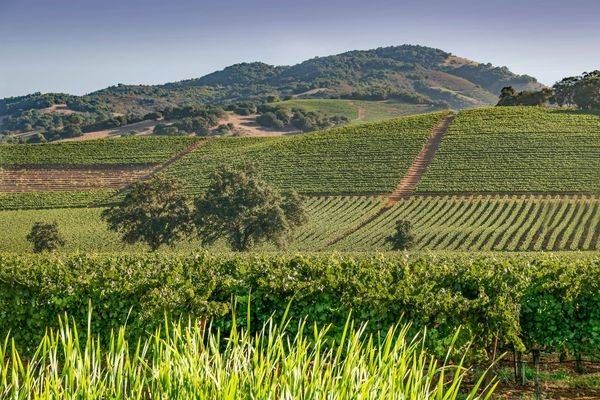 Harvest Time Photography Art | Sonoma Fine Photography