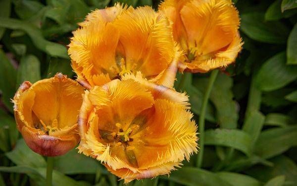 Four Tulips 4830 Photography Art | Sonoma Fine Photography