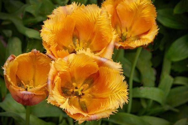 Tulips Of Butchart Gardens Photography Art | Sonoma Fine Photography