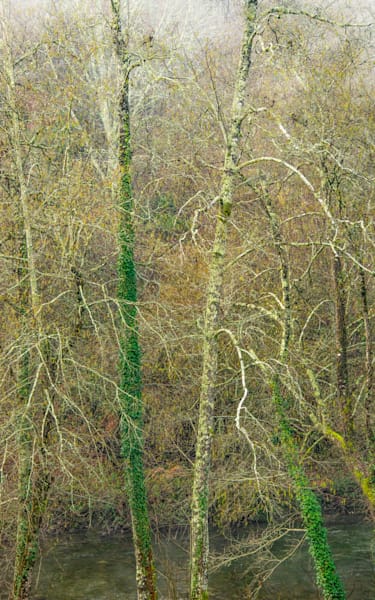 Branches 2026 2 Photography Art | Sonoma Fine Photography