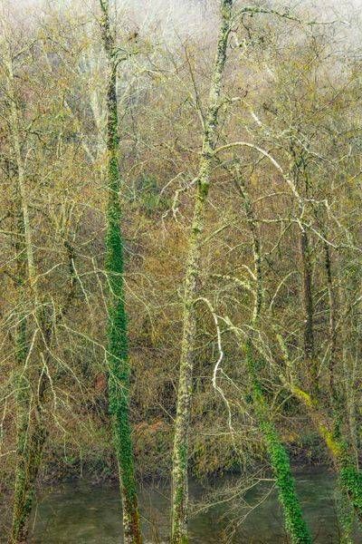 Branches Photography Art | Sonoma Fine Photography