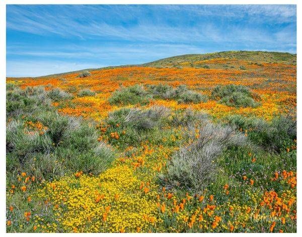 Blooming Poppies 11 X14 Photography Art | Sonoma Fine Photography