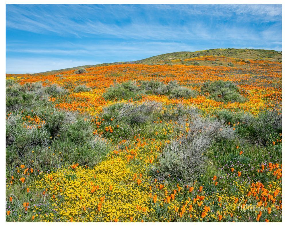 Blooming Poppies 11 X14 Photography Art | Sonoma Fine Photography