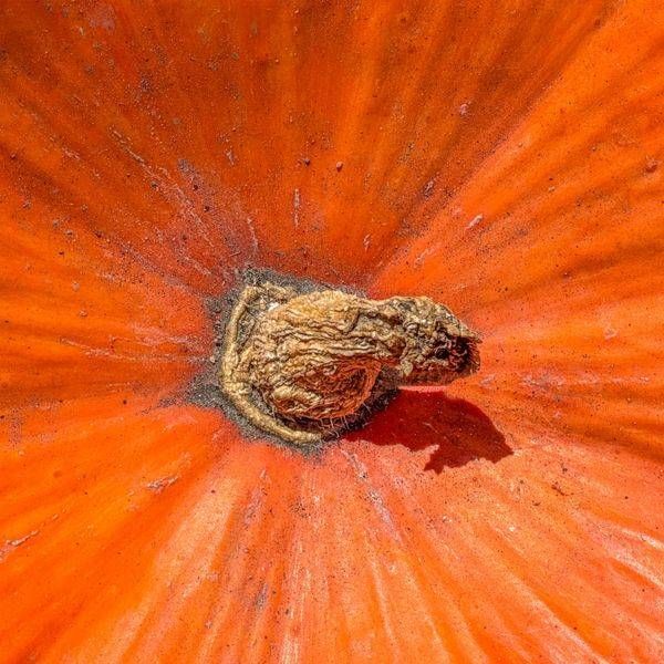 Pumpkin Top Photography Art | Sonoma Fine Photography