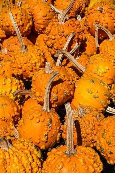Pumpkins 1 Photography Art | Sonoma Fine Photography