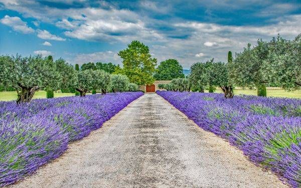 Lavender Driveway 4830 Photography Art | Sonoma Fine Photography