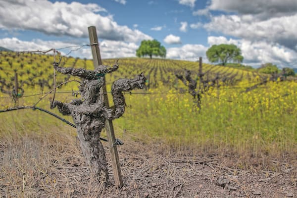 Whispers Of The Weathered Vine Photography Art | Sonoma Fine Photography