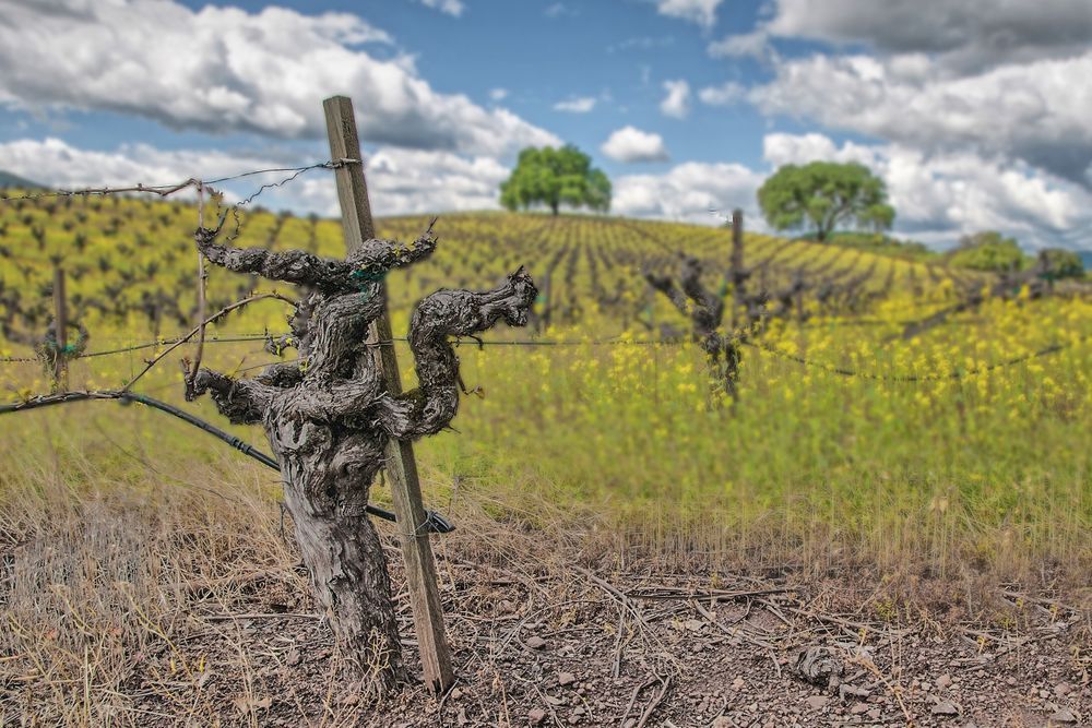 Whispers Of The Weathered Vine Photography Art | Sonoma Fine Photography