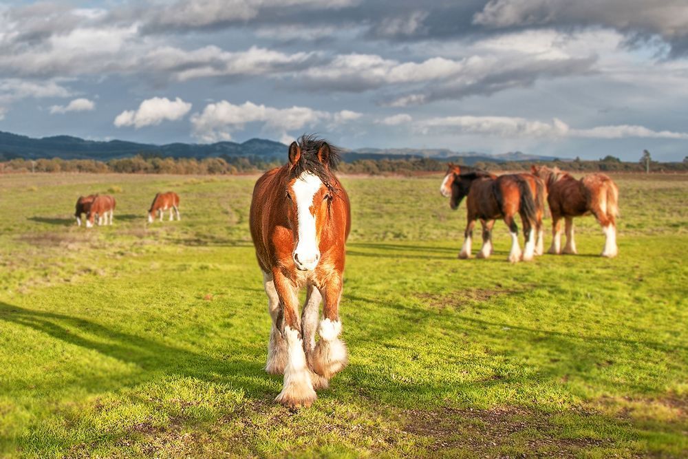 The Stallion Of Sonoma Photography Art | Sonoma Fine Photography