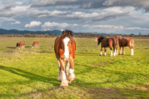 The Stallion Of Sonoma Photography Art | Sonoma Fine Photography