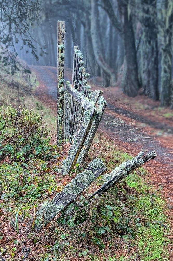 Weathered Fence Photography Art | Sonoma Fine Photography