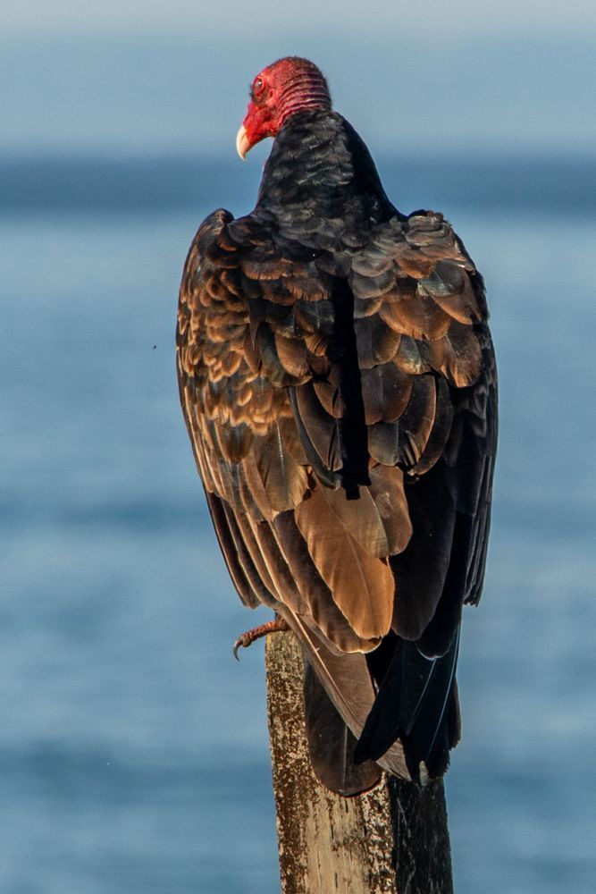 Bussard On A Pole Photography Art | Sonoma Fine Photography