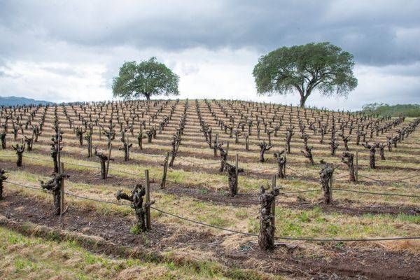 Bud Break Photography Art | Sonoma Fine Photography