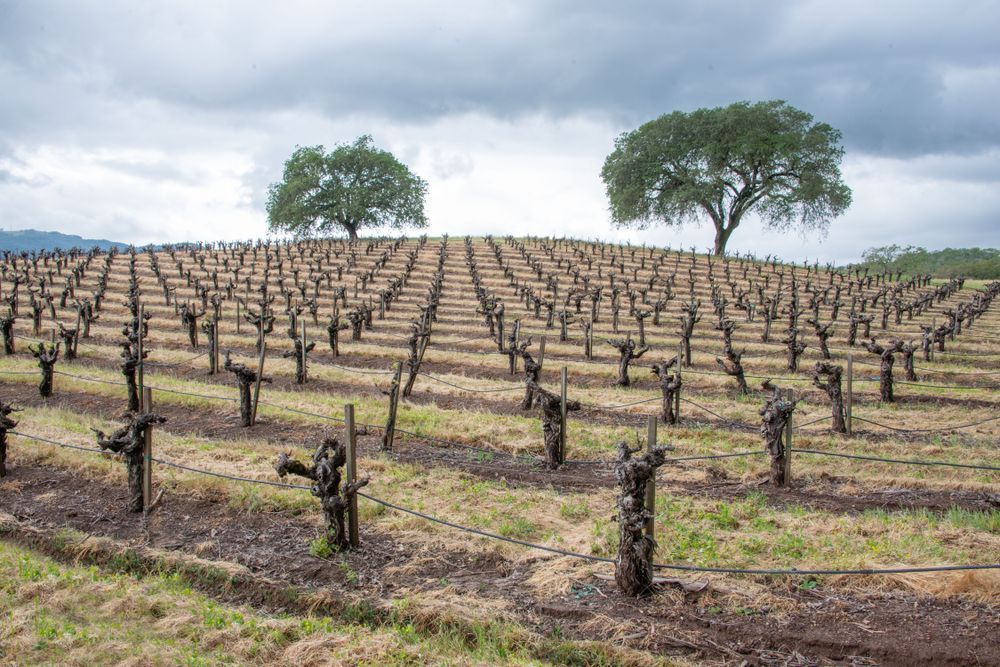 Bud Break Photography Art | Sonoma Fine Photography