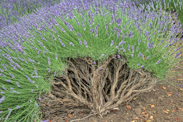 Lavender Symphony Photography Art | Sonoma Fine Photography