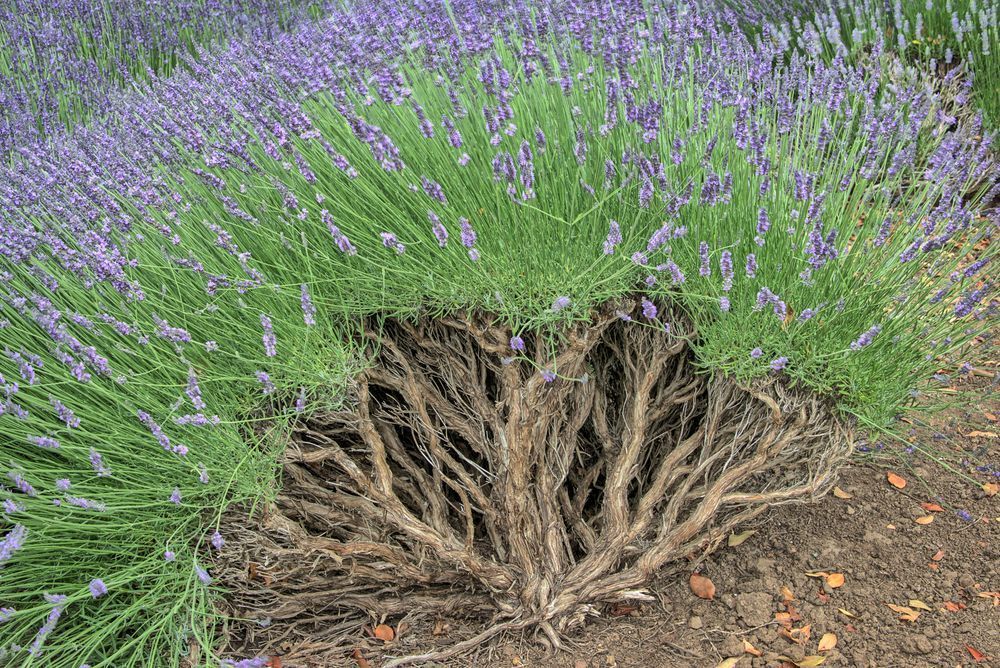 Lavender Symphony Photography Art | Sonoma Fine Photography