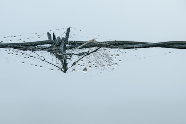 Barb Wire And The Spider Photography Art | Sonoma Fine Photography